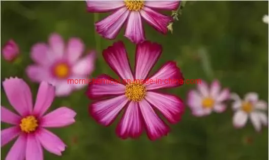 Graines de Coreopsis couleur mixte pour la plantation de jardin